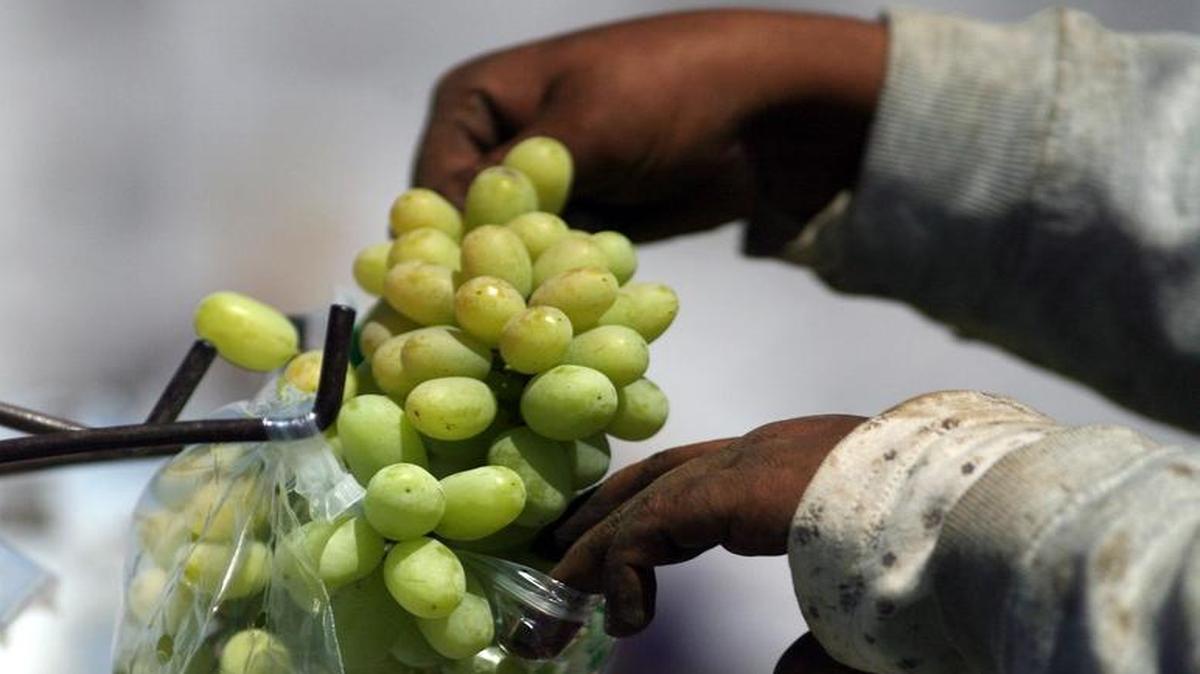 
Thompson Seedless table grapes are bagged then placed into boxes during the 2008 harvest
