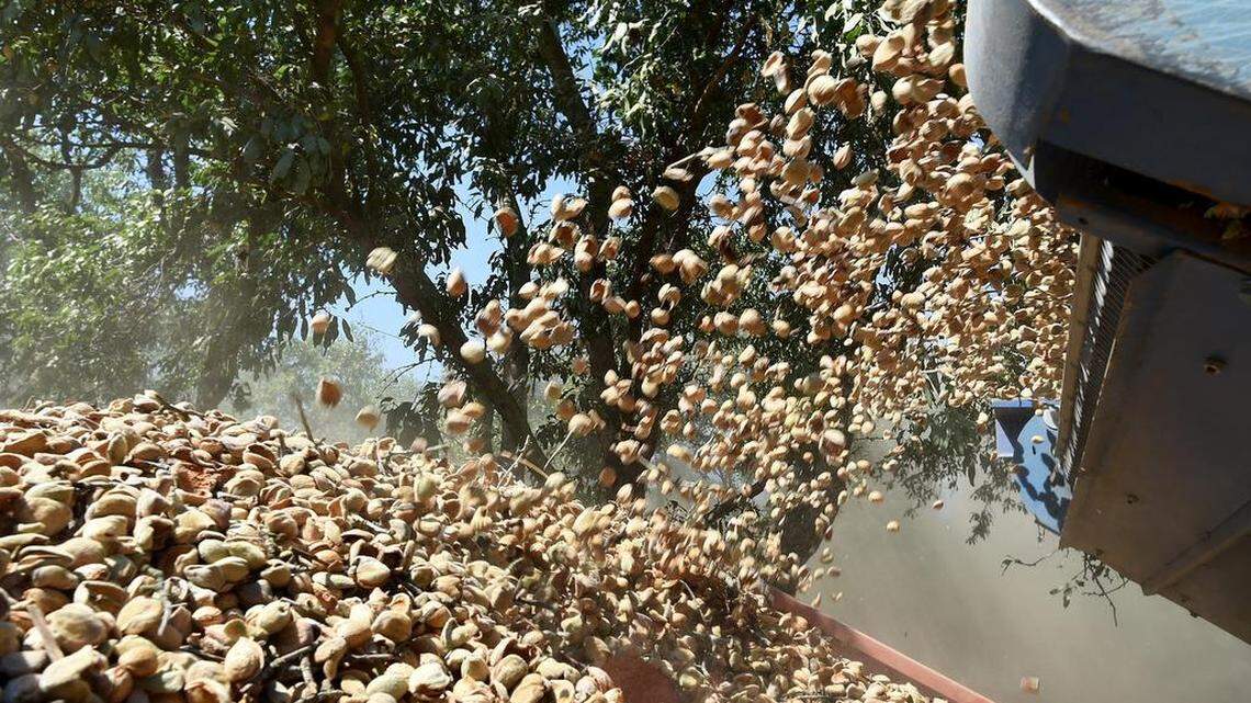 Almonds was Fresno County’s top crop in 2019, generating a total value of $1.57 billion.