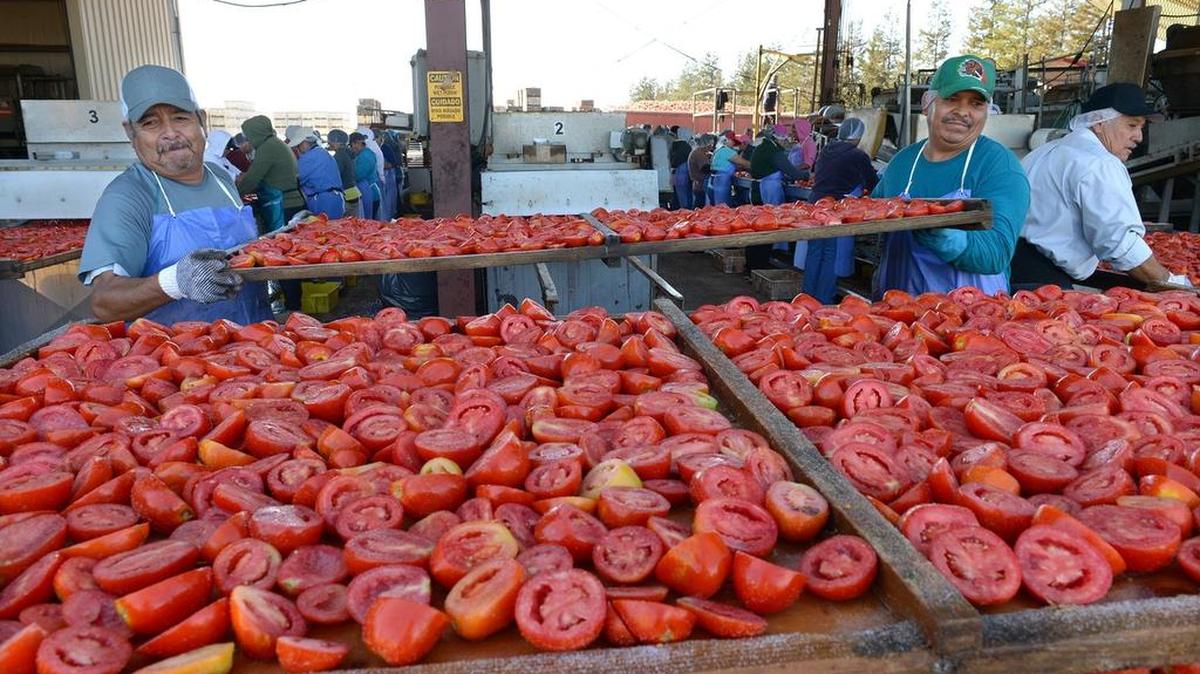 
Arturo Ortiz, left, and Jose Zargosa stack fresh tomato trays at the Traina Foods drying yards in Patterson.
