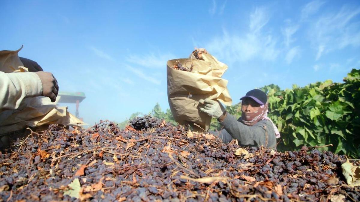 Farmworkers pick paper trays of dried raisins off the ground near Fresno, California and heap them onto a trailer in the final step of raisin harvest in fall 2013.