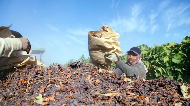 Kushner, Perdue team up to bring foreign workers for farms | McClatchy ...