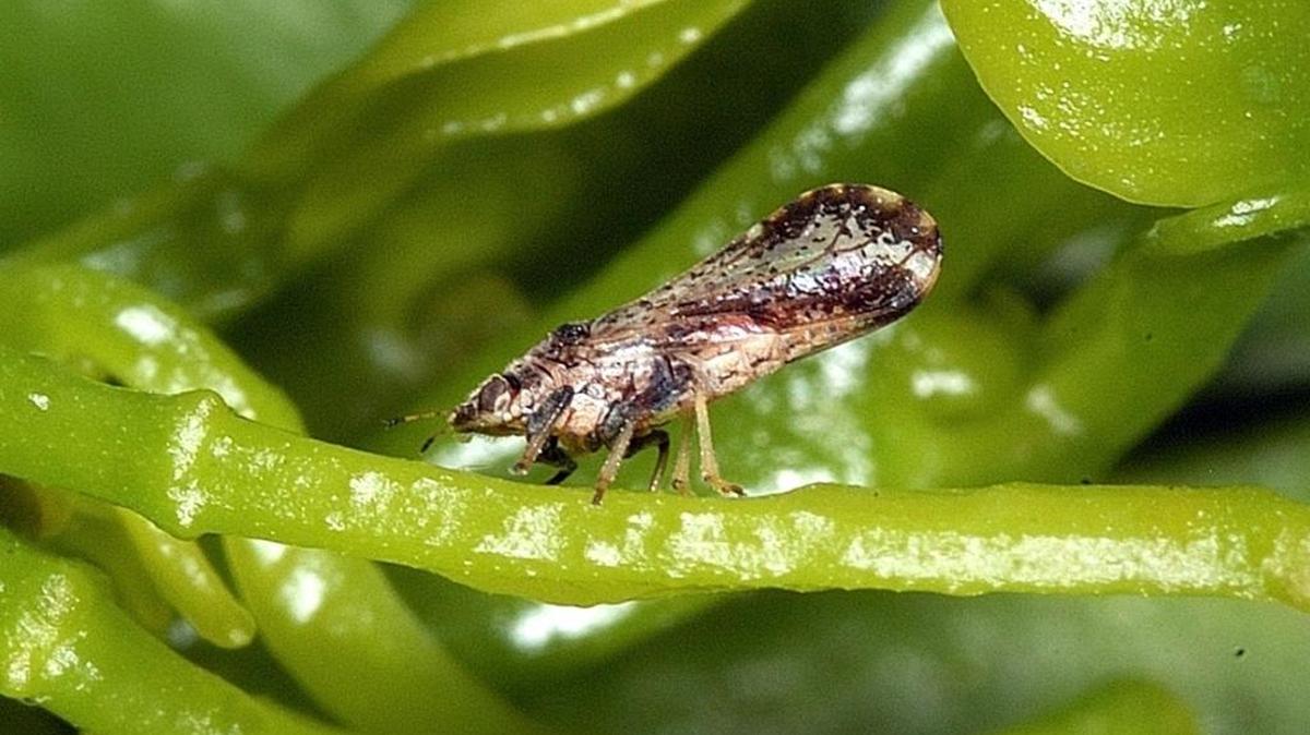 About 250 Asian citrus psyllids, invasive insects that measure about one-eighth of an inch long and can spread bacteria that can kill citrus trees, have been found north of Visalia.