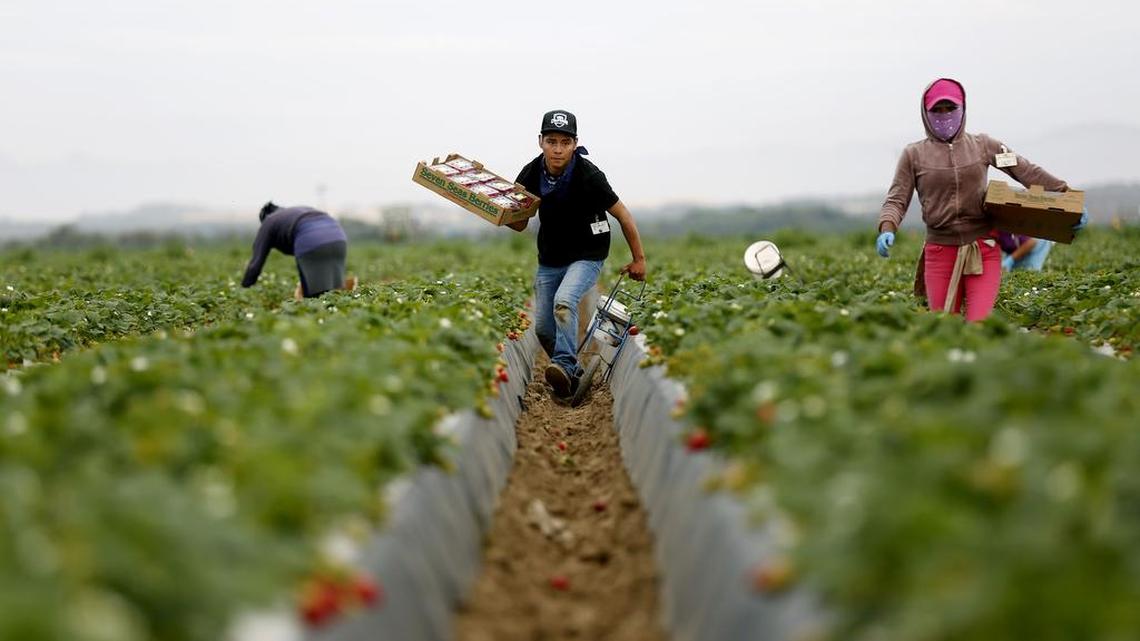 Jose Gonzalez, of Oaxaca, Mexico, picks strawberries for Mar Vista Berry, family owned and operated by Greg France, on April 6, 2017 in Guadalupe, Calif.