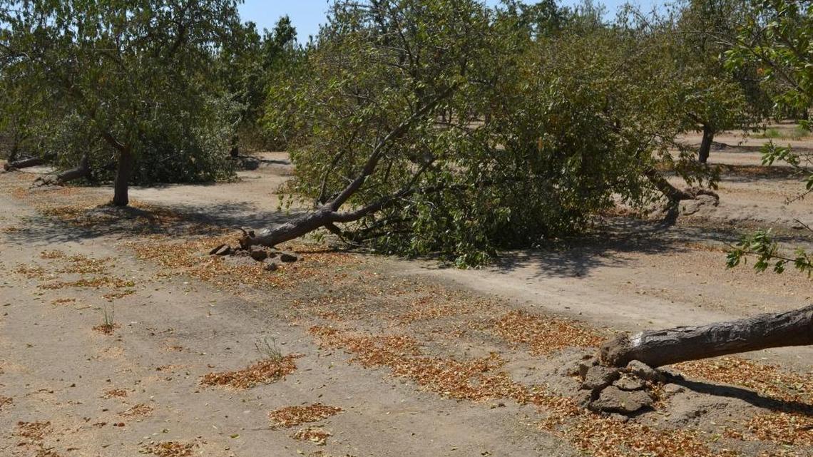 Almond trees in Kings County infected with wood rot fungus just fall over.