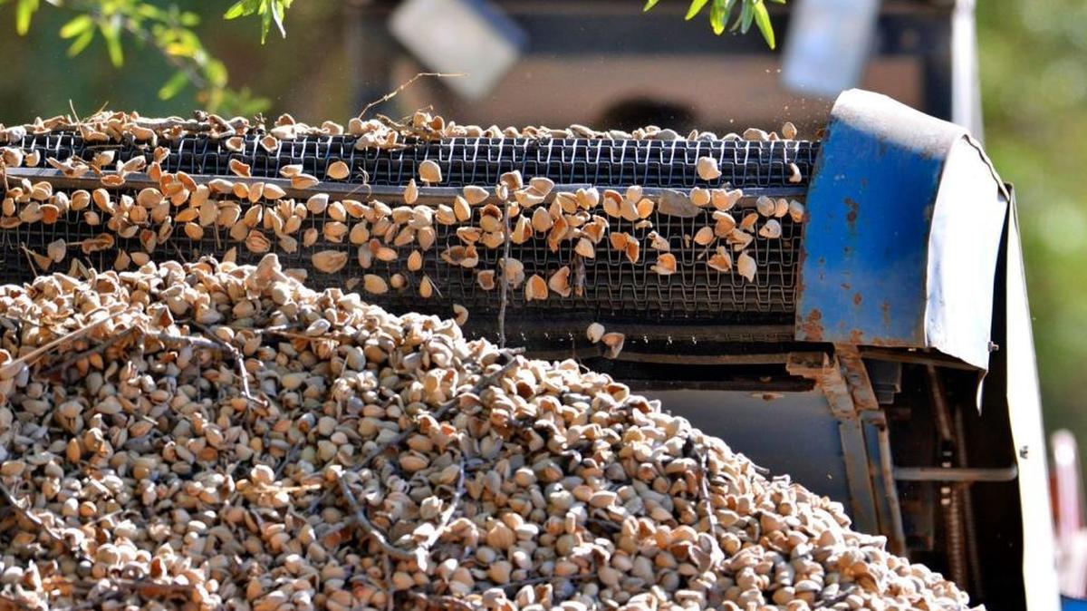 A December 2014 file photo shows almonds being harvested near Easton.
