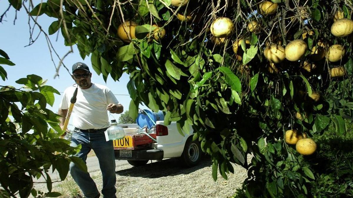 Jon Nix, a Fresno County agricultural aide, prepares to hang a fly trap in a grapefruit tree along Hayes Avenue north of McKinley Avenue in 2006 after two peach fruit flies were found in the area.