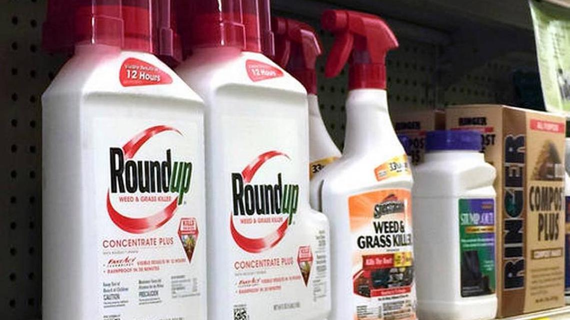 Agrochemical giant Monsanto lost a decision in Fresno County Superior Court in its fight to keep California regulators from listing the key ingredient in its popular weed killer Roundup as a carcinogen.