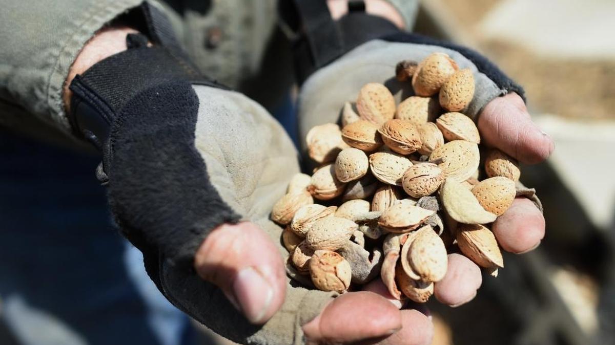 Almonds harvested earlier this summer in Madera County.