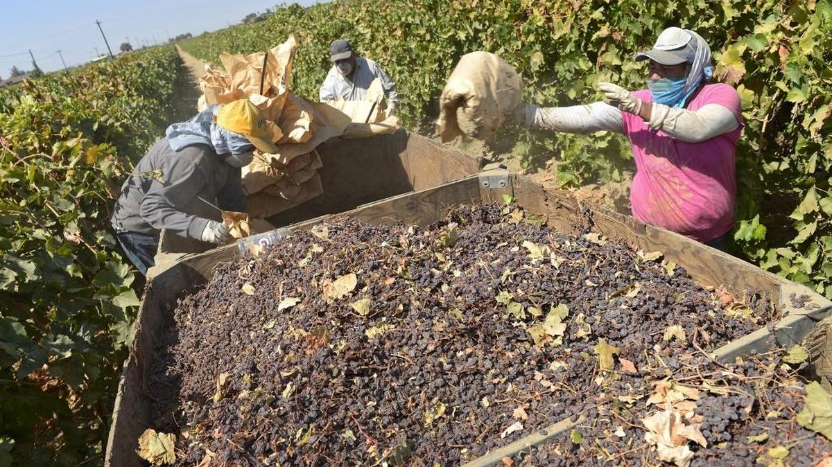 Workers dump raisins into bins after having been dried on paper trays on a farm south of Easton in 2014.