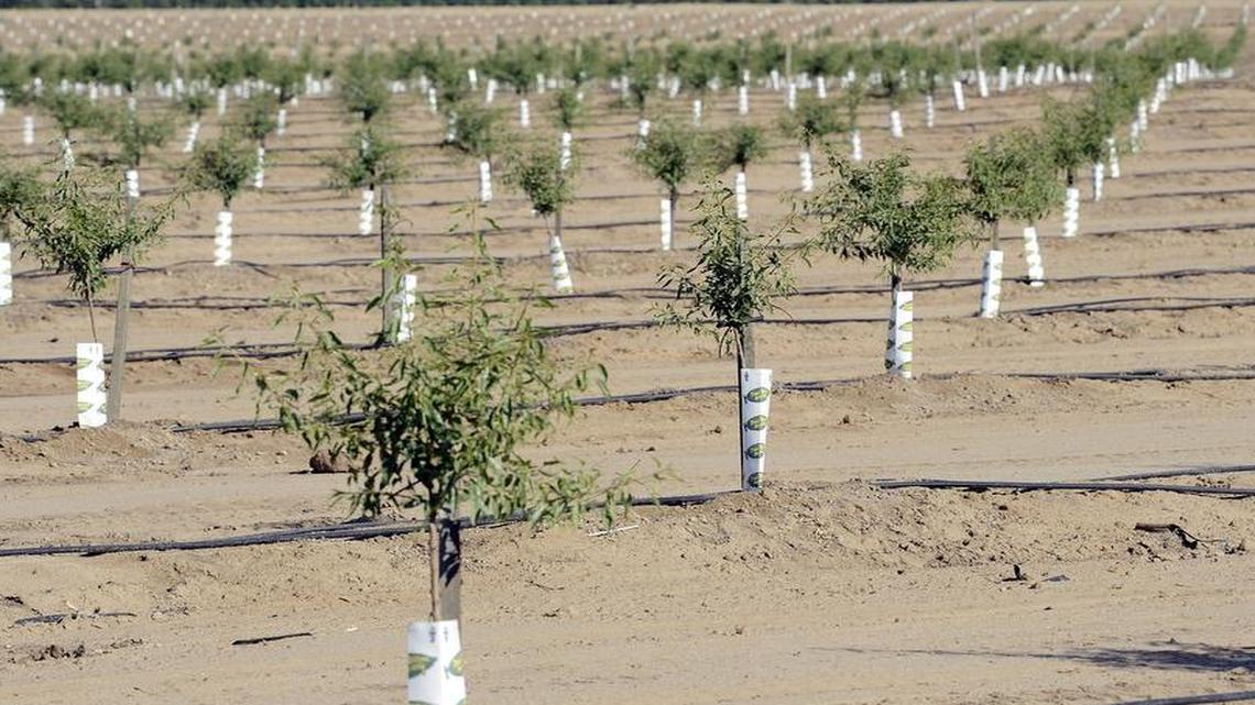 

Almonds rank as Fresno County’s top crop — and also rate high for ag water consumption.
