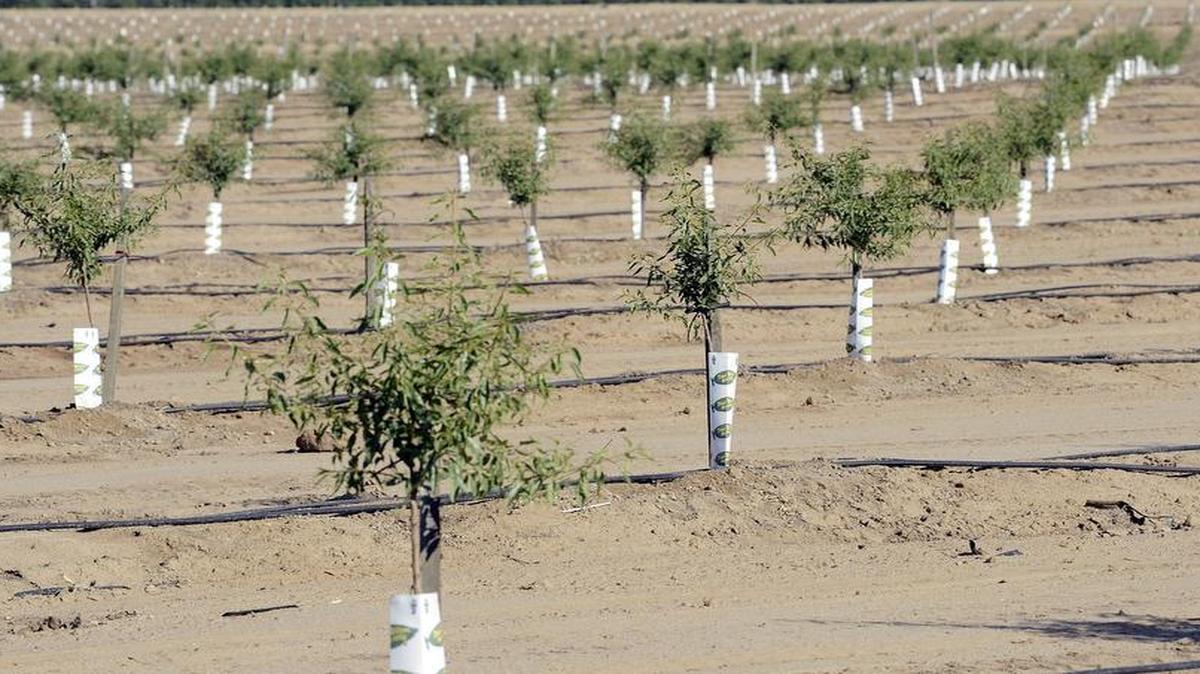 

Almonds rank as Fresno County’s top crop — and also rate high for ag water consumption.
