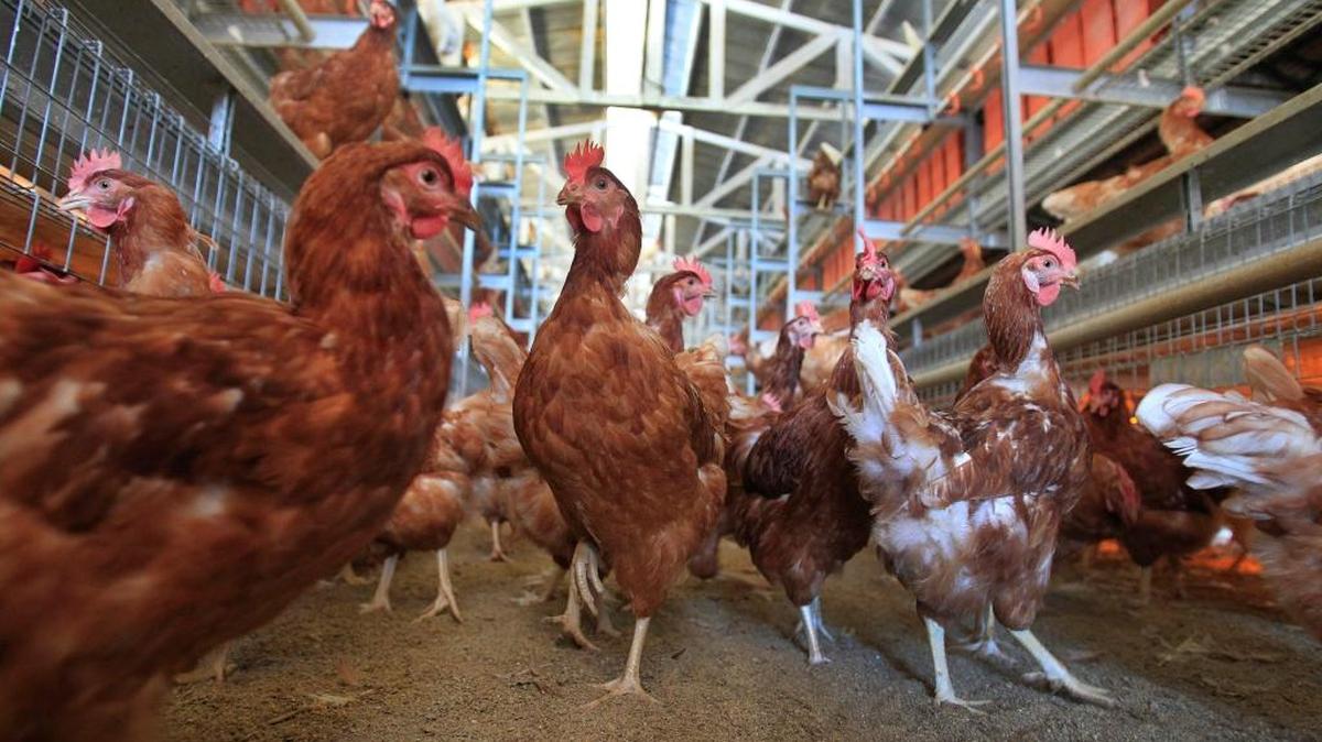 The highly pathogenic avian influenza has been discovered twice in the central San Joaquin Valley, causing the deaths of thousands of poultry.