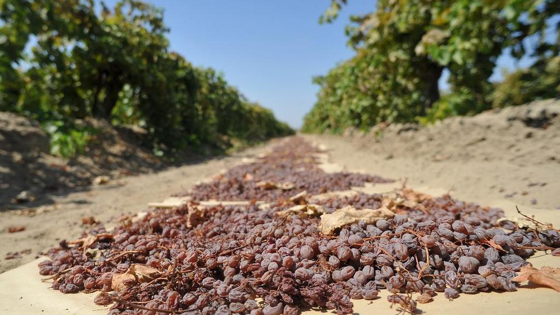 
Grapes turn into raisins soaking up the sunlight at Fowler.
