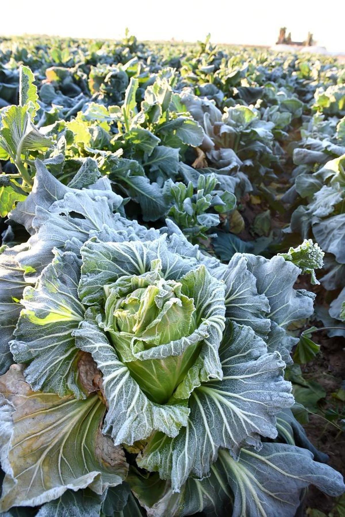 Frost wilts and damaged leaves of vegetables in a field off Highway 180 east of Fresno, early Tuesday morning.