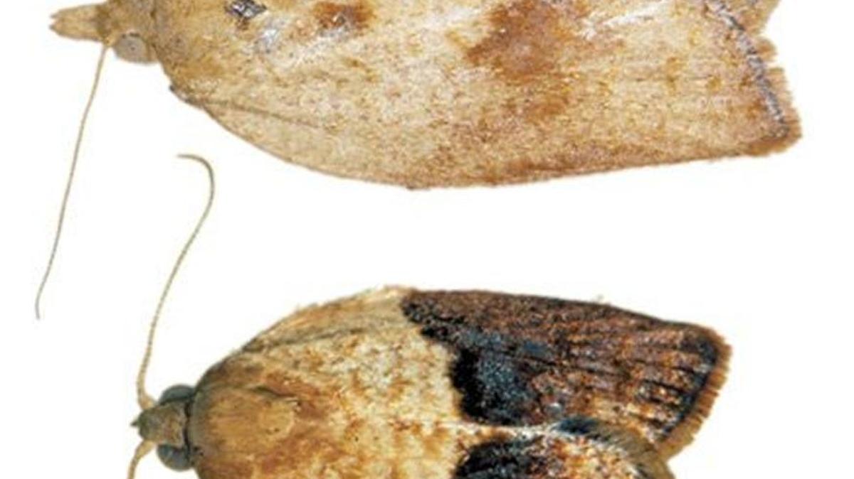
Adult light brown apple moths are light brown with dark brown markings. A female is shown on top and a male below.
