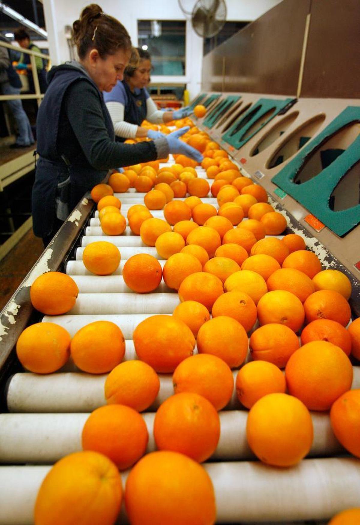 A worker sorts through navel oranges at Bee Sweet Citrus in Fowler.
