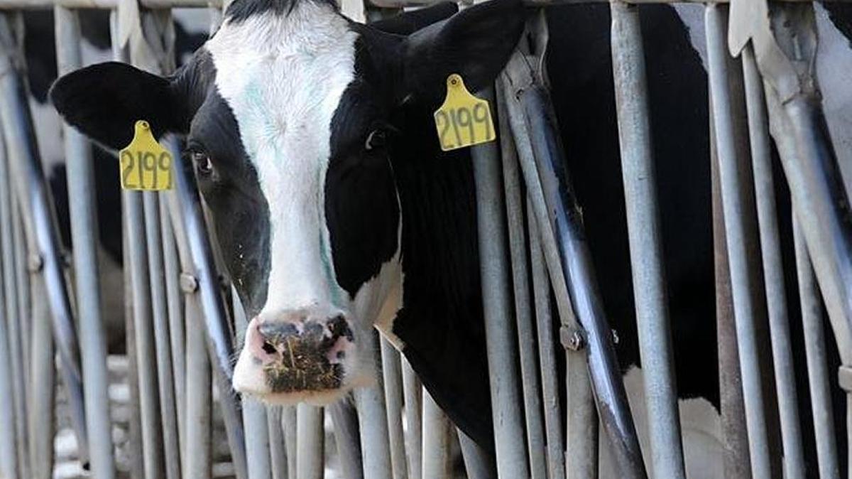 
California dairy operators are seeking higher prices for their milk. 
