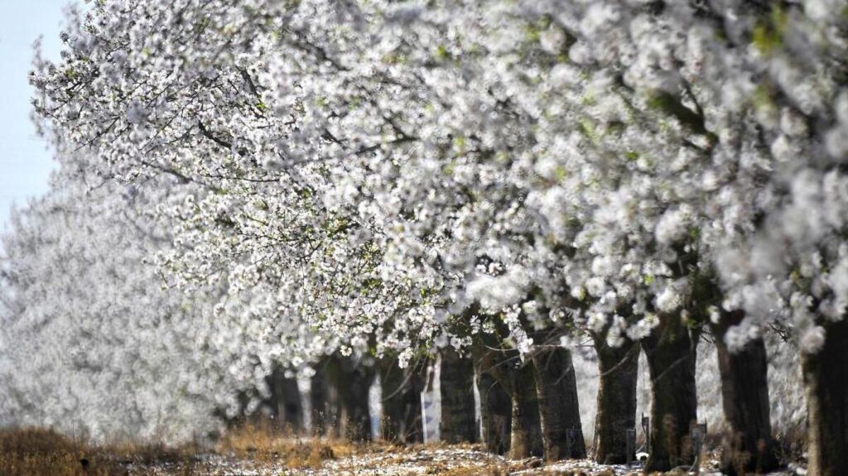 As part of proposed Trans-Pacific Partnership, tariffs on many of the San Joaquin Valley’s top crops would be lowered or completely eliminated. Growers of almonds (above), walnuts, pistachios, pecans, citrus, tree fruit, dairy, vegetables (fresh and processed) and beef would be affected by lower tariffs.