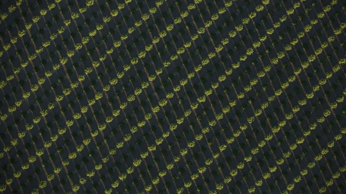 Almond trees lined up in the Westlands Water District in California’s Central Valley on June 12, 2015. Few in agriculture have shaped the debate over water more than the several hundred owners of this arid finger of farmland west of Fresno, who have long used their political clout to preserve their access to water from the San Joaquin Delta to the north.