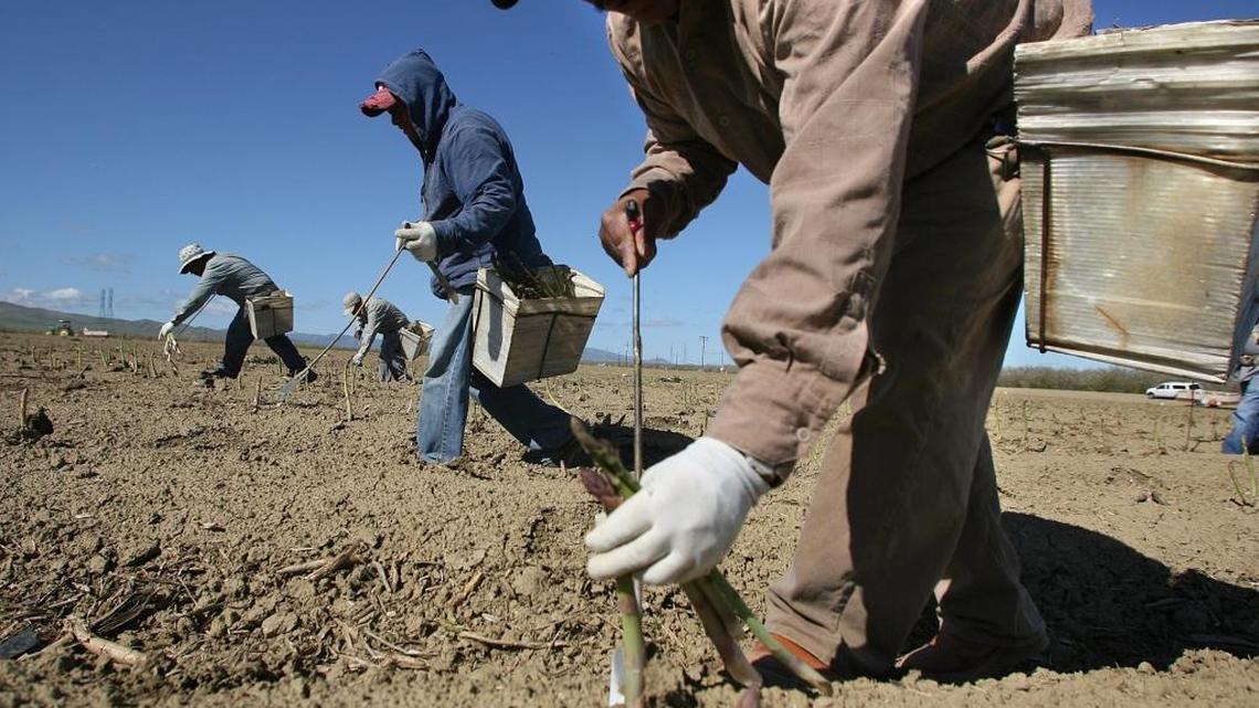 

La Cooperativa Campesina de California has been awarded a $1.7 million grant by the California Employment Development Department to retrain 267 farmworkers whose employment has been adversely affected by the state’s ongoing drought.

