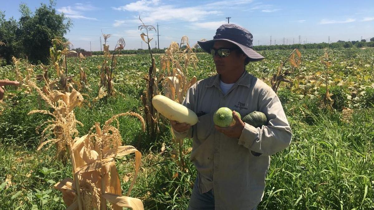 Chongyee Xiong holds squash and Hmong cucumber on his small farm in Sanger in a file photo. Almost 70% of California’s farms are less than 100 acres in size, producing specialty crops, state Food and Agriculture Secretary Karen Ross noted in touting a new vision for California agriculture. “With innovation, small farms can be viable,” she said.