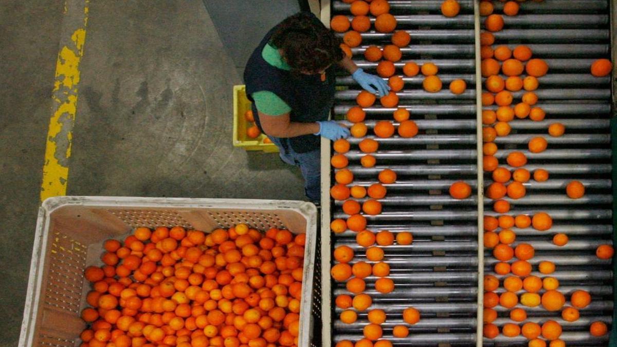 
Silvia Macias sorts through navel oranges at Bee Sweet Citrus in Fowler  in this photo from 2008. A good 2015 crop is expected.
