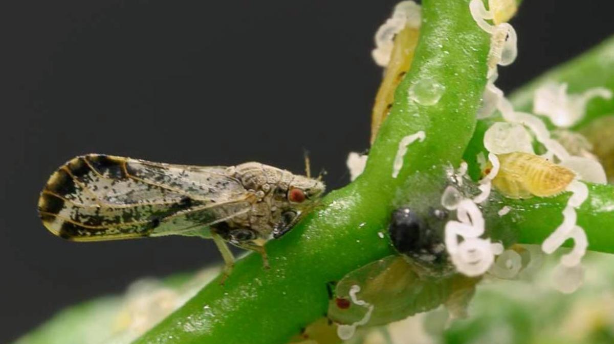 Asian citrus psyllid