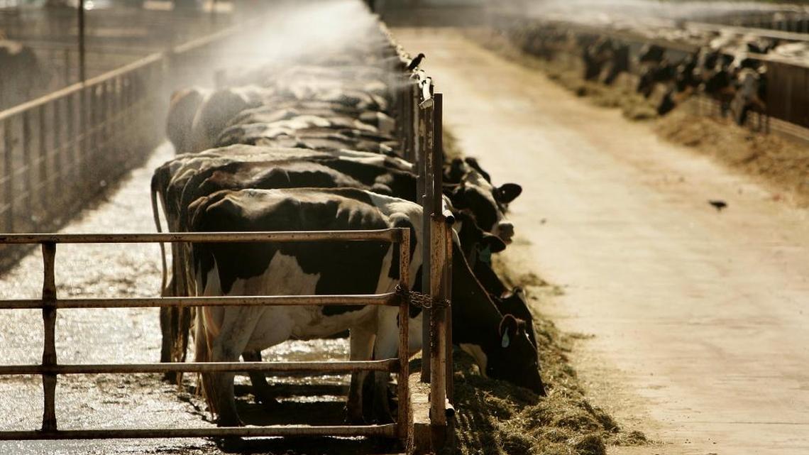 Dairy cows feed under mist in July 2006. The dairy industry has been hit hard by a recent heat wave with a number of cows dying.