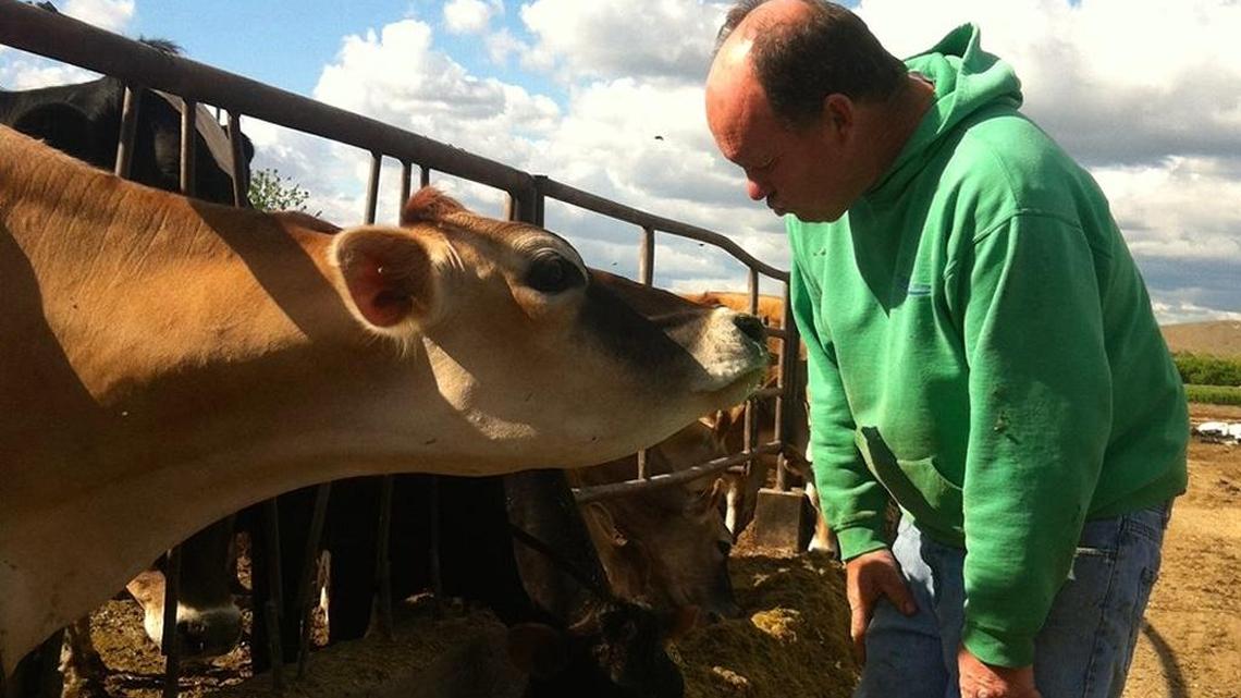 Dairy owner James Sweeney with one of his cows.