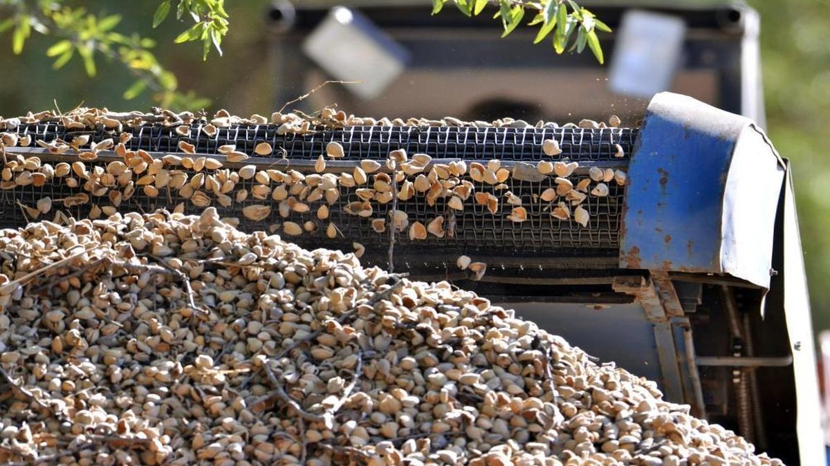 
Almonds are harvested near Easton.
