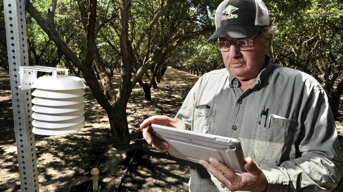 Madera County almond farmer Tom Rogers uses   innovations  in his almond grove to use every bit of  water during the drought,  reviewing data on his tablet, next to a device measuring temperature and humidity .