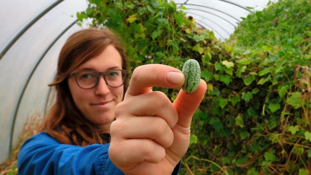 In this Oct. 27, 2015, photo, Ali Clark displays a Mexican sour gherkin at Big Muddy Farms, an urban farm in northern Omaha, Neb. Urban farms and community gardens have been a celebrated trend for years, but as more people look to live and work in central cities, growers says it’s harder to find and remain on land now sought by developers.