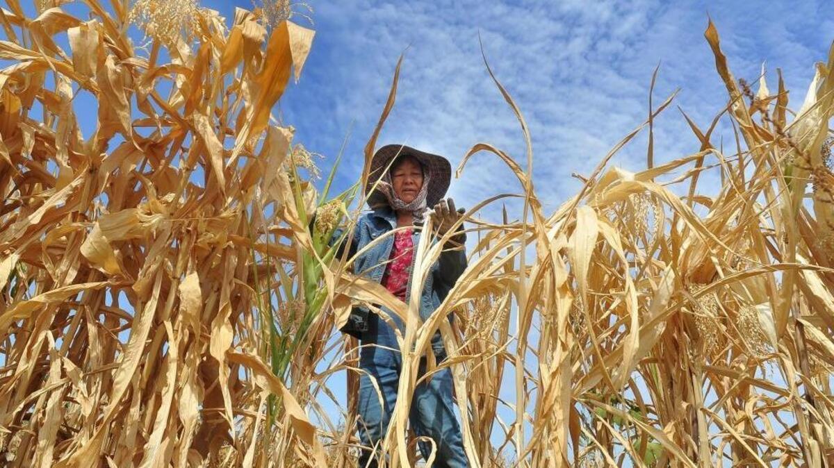 Fresno County farmer May Vu looks over withered corn under the blazing summer sun. A bad pump and a shallow well have nearly dried up Vu’s farm and with it any hopes of income due to the drought.