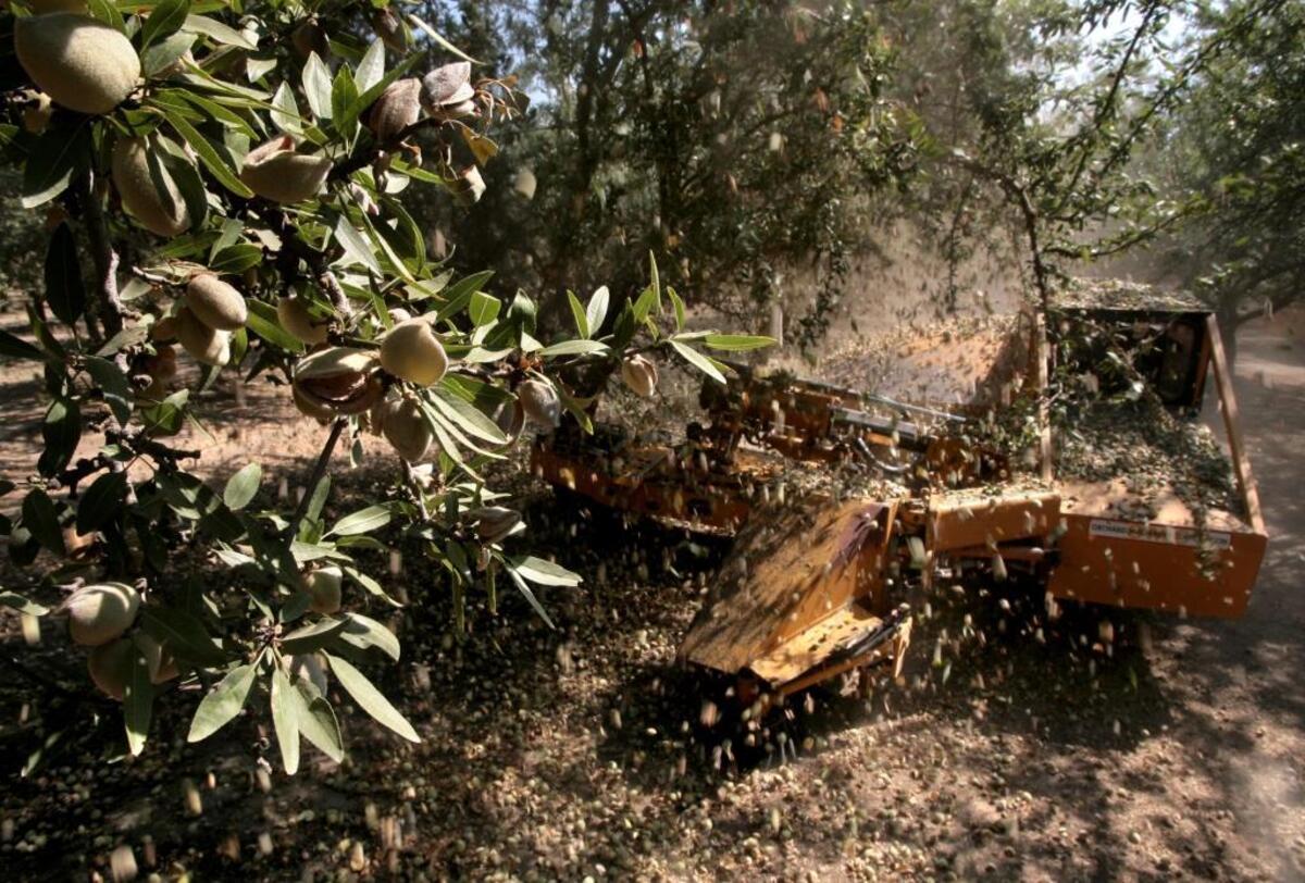 Almonds rain down as a tree shaker works an orchard during the fall nut harvest in this Bee file photo.