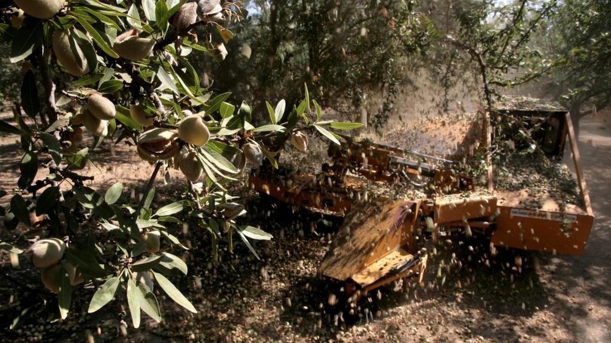 Almonds rain down as a tree shaker works an orchard during a recent fall nut harvest. Fresno County’s almond crop exceeded $1.4 billion in 2021, ranking as the most valuable farm commodity according to the county Agricultural Commissioner in a report issued Oct. 25, 2022.