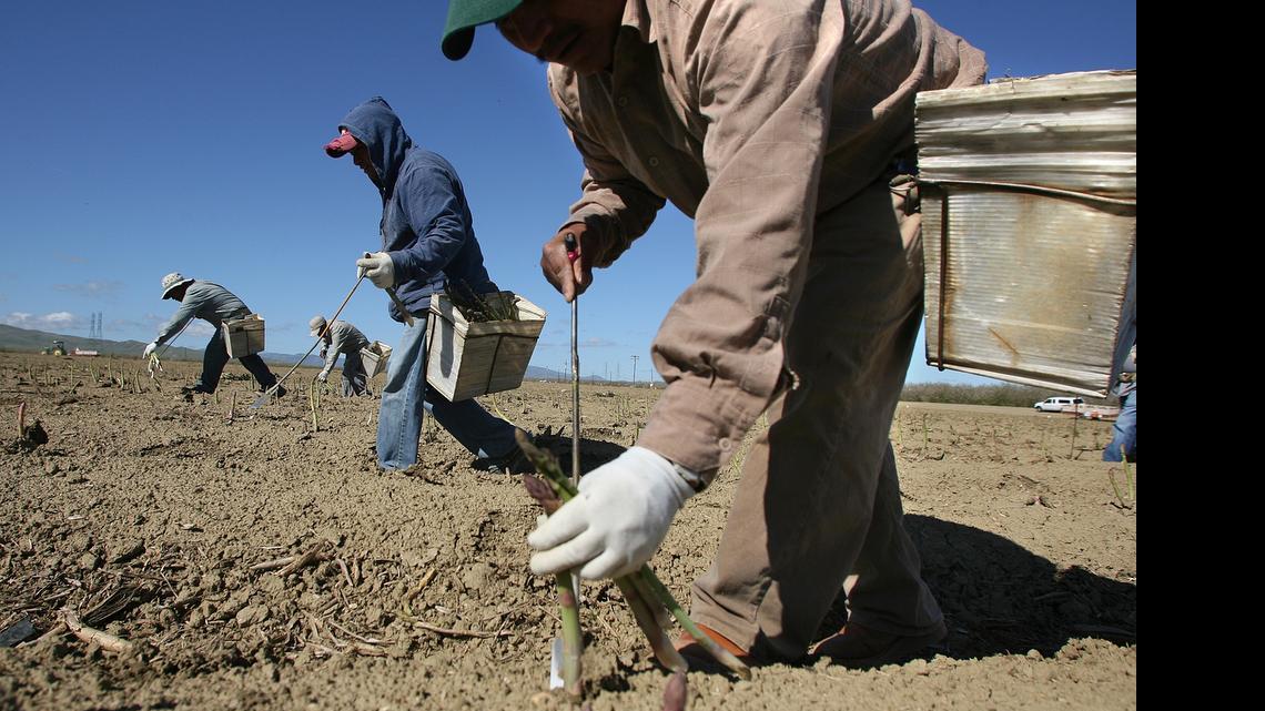 
Farmworkers harvest asparagus in a field about 20 miles west of Mendota in this 2011 file photo. Despite California’s ongoing drought, Fresno County employers reported a loss of only 100 farm jobs between 2013 and 2014 — far fewer than most predictions. A new economic forecast by the University of the Pacific estimates that agriculture job losses in the San Joaquin Valley and statewide will be more significant this year as more farm acreage is fallowed because of a lack of water for irrigation.
