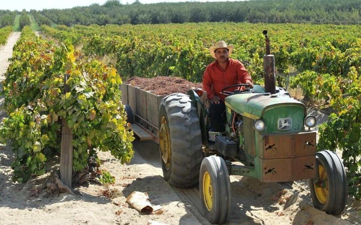 Raisin harvest is in full swing in September, which is when Gustavo Luna brought in bins of raisins from a Fowler field in this 2013 file photo. But the agriculture labor force drops in the winter when farmwork is quiet.