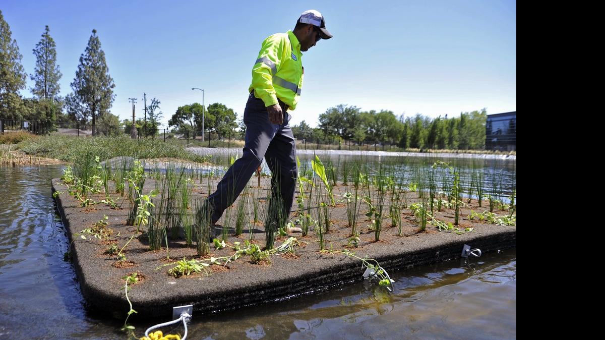 
Armando Alfaro Velasco steps across a recycled-material floating island in a demonstration at Grundfos Pumps Corporation’s Shields Avenue location Monday, June 15, 2015 in Fresno, Calif. According to Floating Islands West, LLC which manufactures the islands, “Each island is composed of a durable nonwoven recycled Polyethylene terephthalate — also known as PET, the same material used in water bottles.” The islands host living plants that are designed to thrive and create their own ecosystem.
