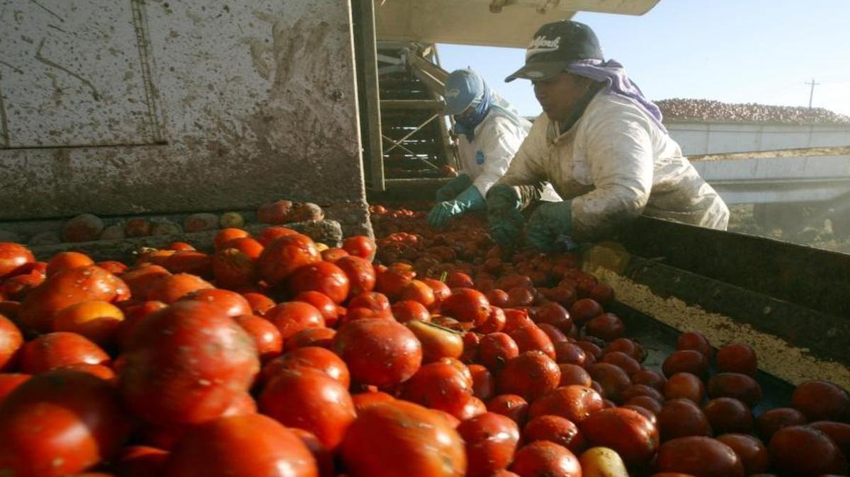 Farm workers ride a tomato harvester while sorting organically grown tomatoes to be processed in a field on Terranova Ranch near Helm. ConAgra, a major food-products company, announced Thursday it will close its Helm processing plant that makes tomato paste.