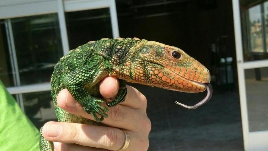Lost Realms Pets will open in the former Fresh & Easy store at Cedar and Nees avenues. Caiman lizards, pictured here, will live in a giant 3,500-gallon pond in the store. It’s scheduled to open in November.