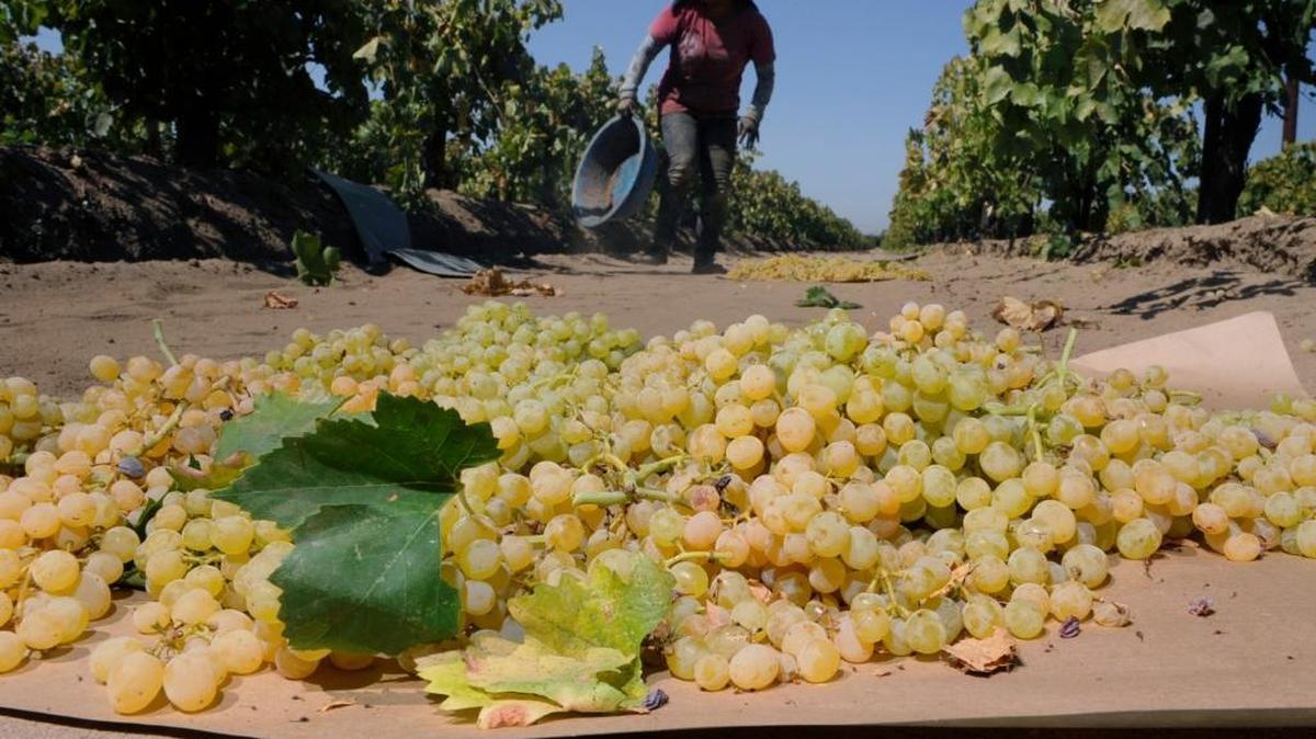 Freshly picked grapes sit on a paper tray to dry into raisins. The end of agriculture’s busy harvest seasons for crops such as raisins and almonds helped contribute to the loss of more than 11,000 farm jobs in Fresno County between September and October, according to the latest employment statistics released Friday, Nov. 20, 2015.