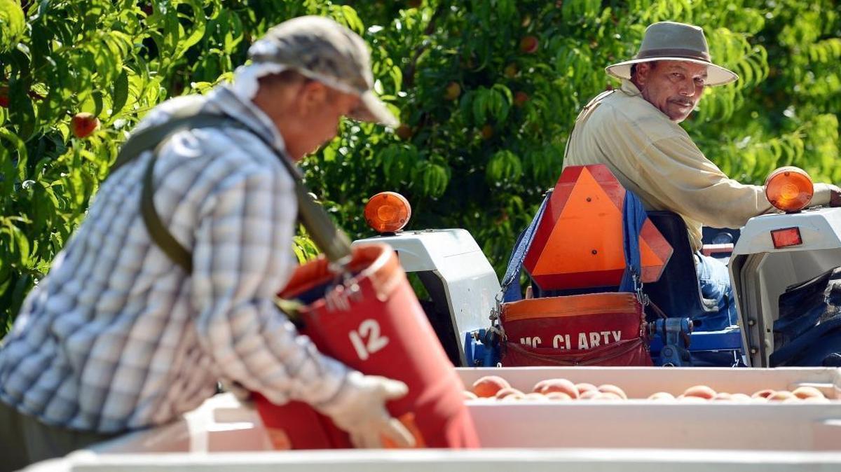 Farmworkers harvest peaches in a Selma orchard in this photo taken in 2013. Farm unemployment jumped in March 2016 – a normal seasonal change.