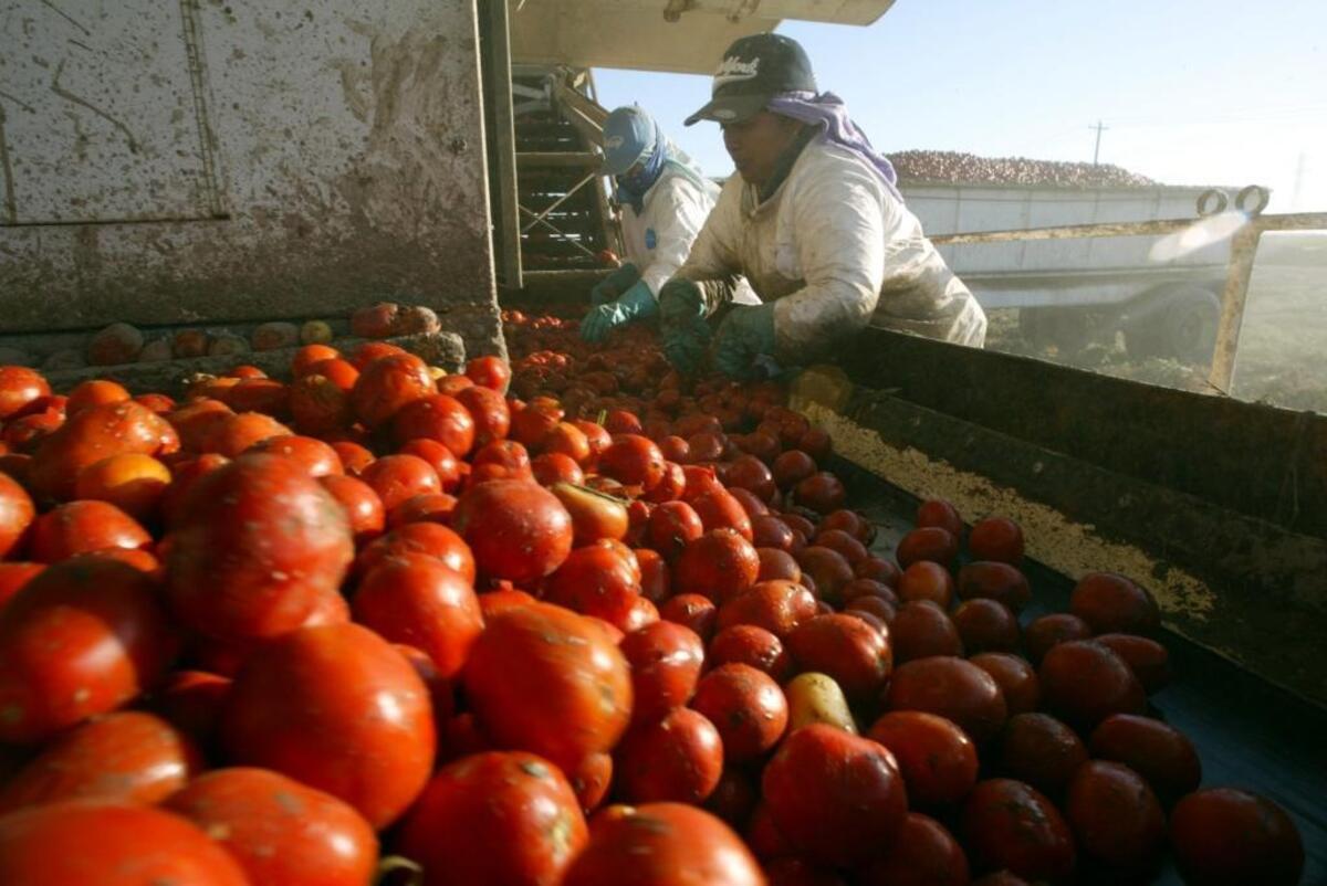 Farm workers ride a tomato harvester while sorting organically grown tomatoes to be processed in a field on Terranova Ranch near Helm.