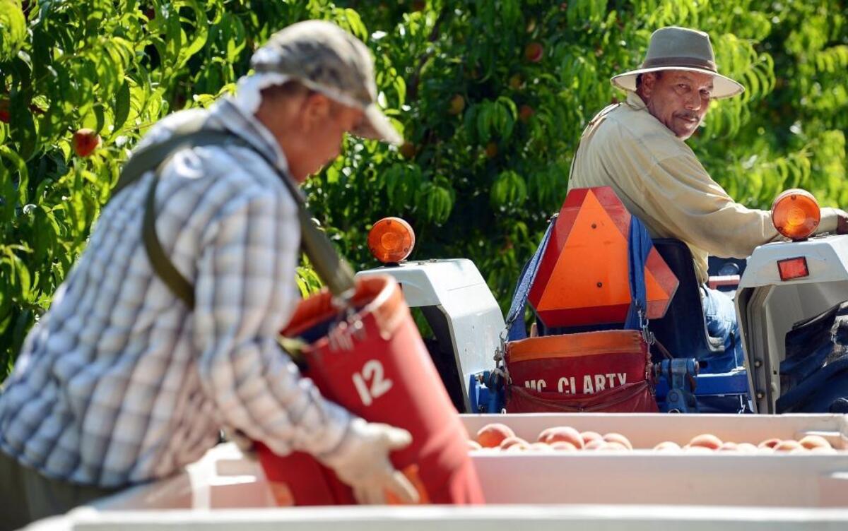 Farm workers harvest peaches in a Selma orchard in this 2013 photo. Agriculture labor is one of the key parts of Fresno County’s employment base.