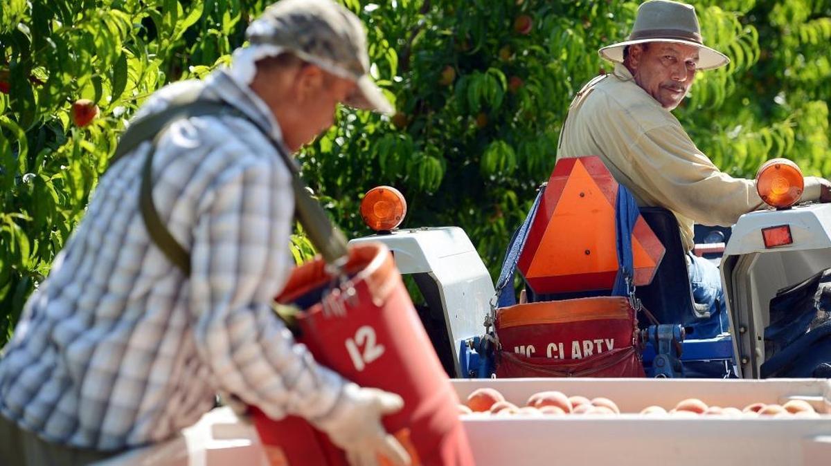 Farm workers harvest peaches in a Selma orchard in this 2013 file photo.