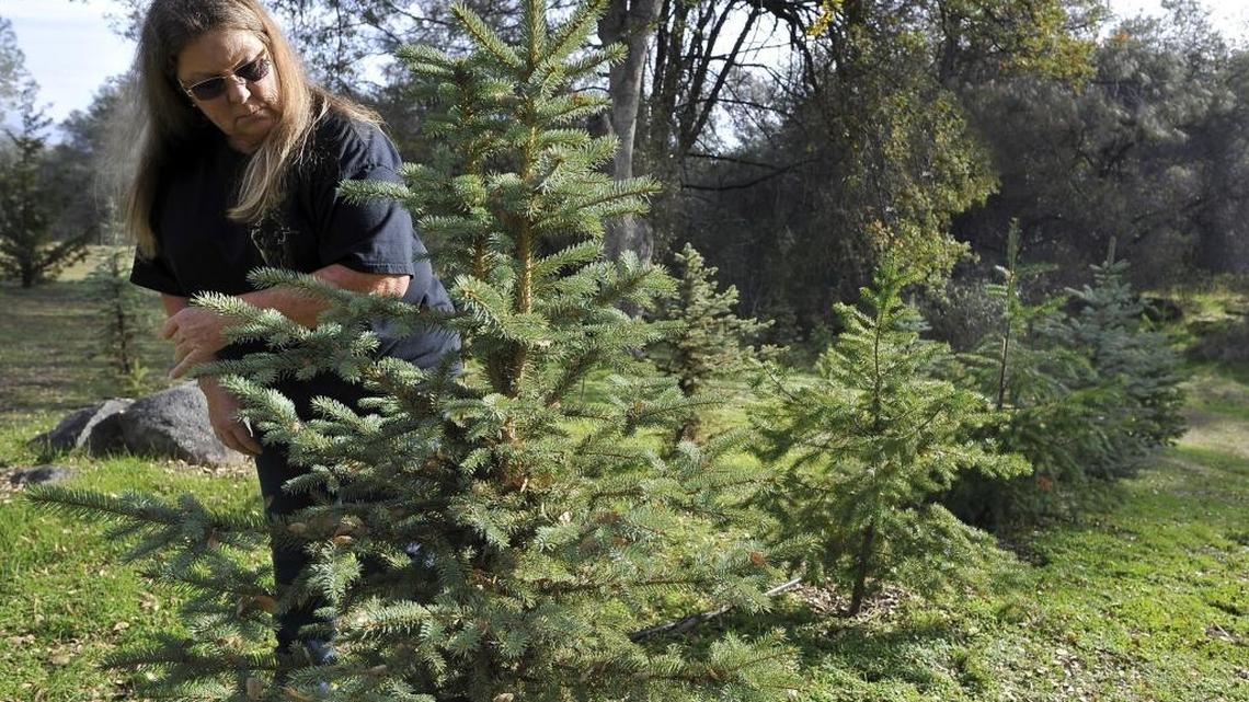 Rita Haddix of Red Hawk Ranch Christmas Tree farm in Auberry checks on trees. The number of tree farms is dwindling, but growers say they offer young families an experience.