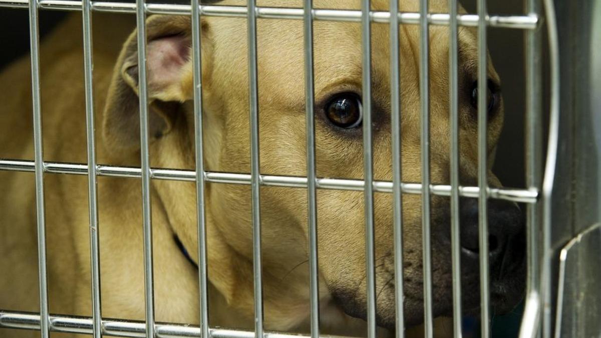Statistics show that pit bulls attack people far more often than other types of dogs.
