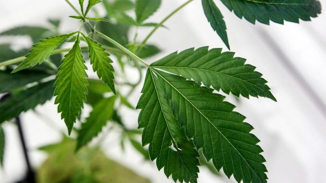 California marijuana grow houses account for 75 percent of U.S. indoor plants seized