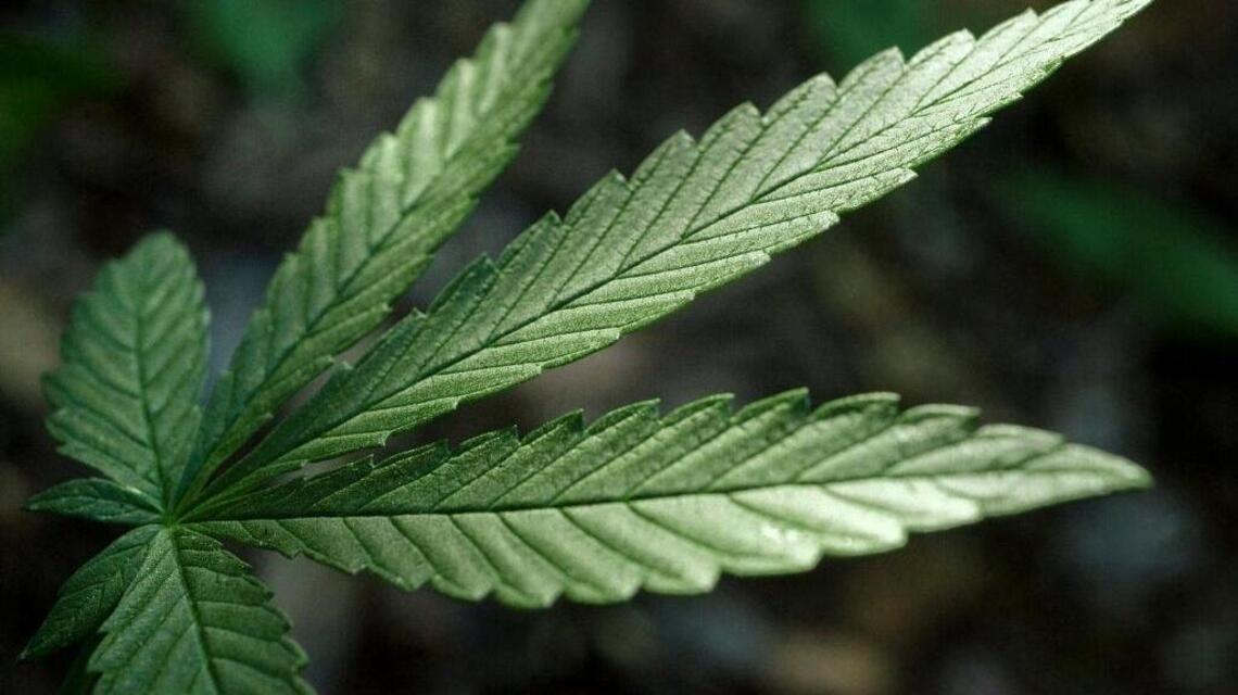 Adolescent marijuana use is at a 14-year low, federal survey finds