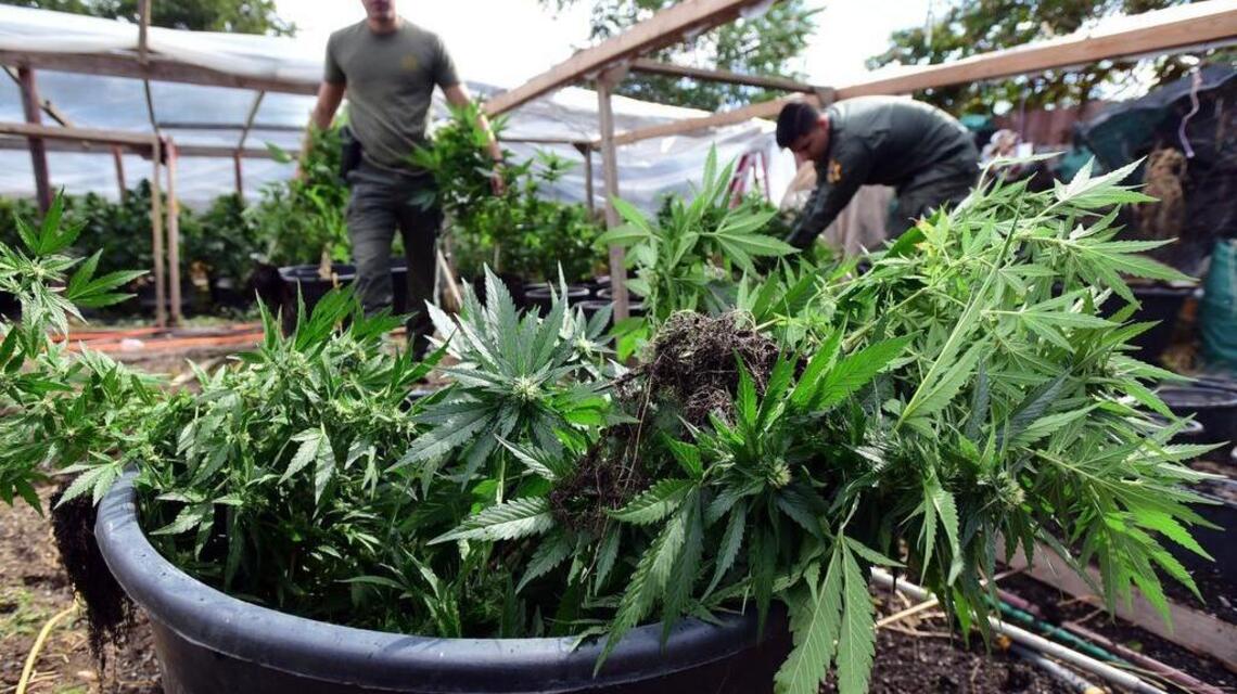 Are Hmong pot growers facing crackdown by law enforcement?